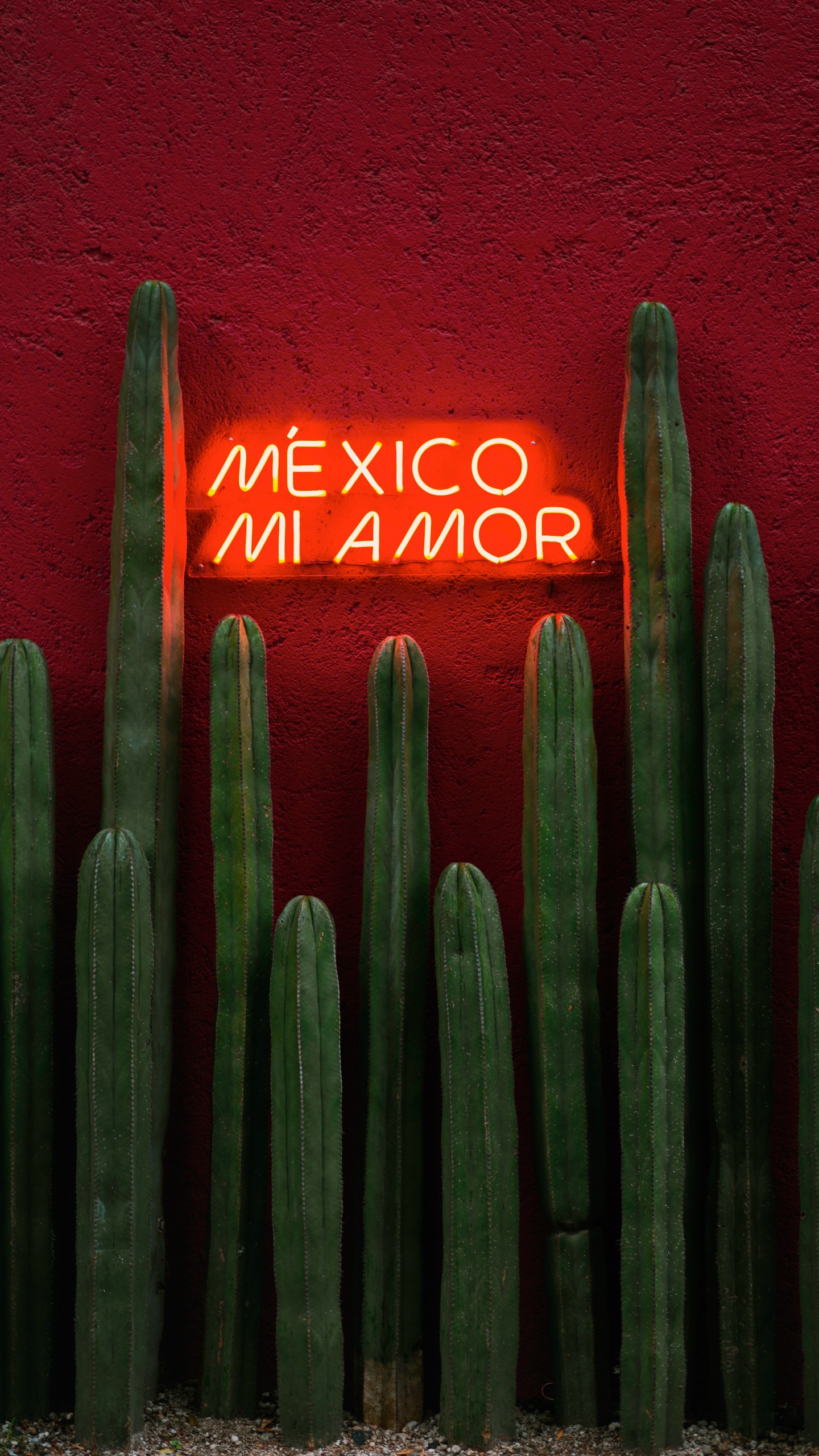 Gr, Saguaro, Kaktus, San Pedro Kaktus, Farbigkeit. Wallpaper in 1440x2560 Resolution