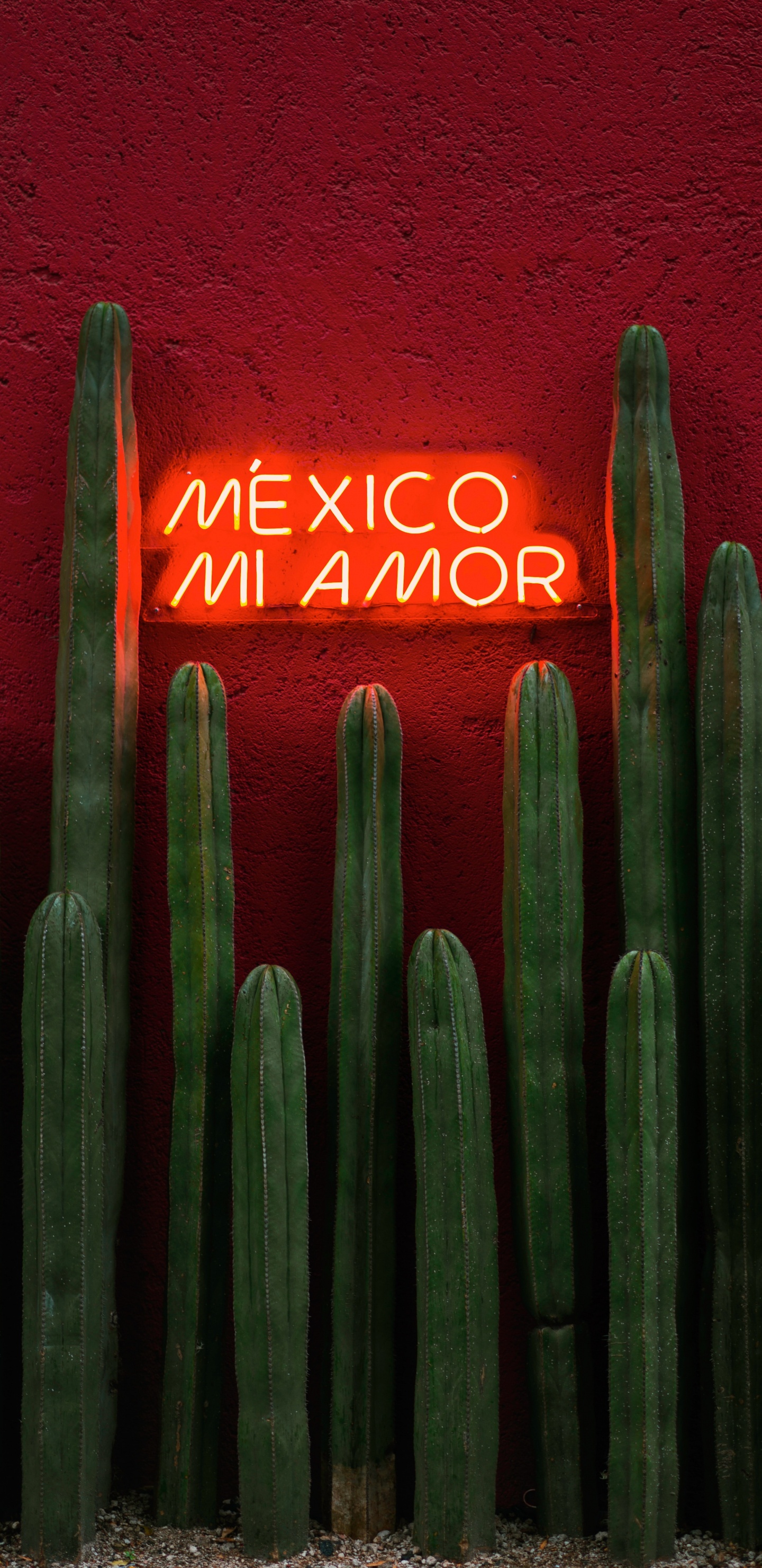 Gr, Saguaro, Kaktus, San Pedro Kaktus, Farbigkeit. Wallpaper in 1440x2960 Resolution