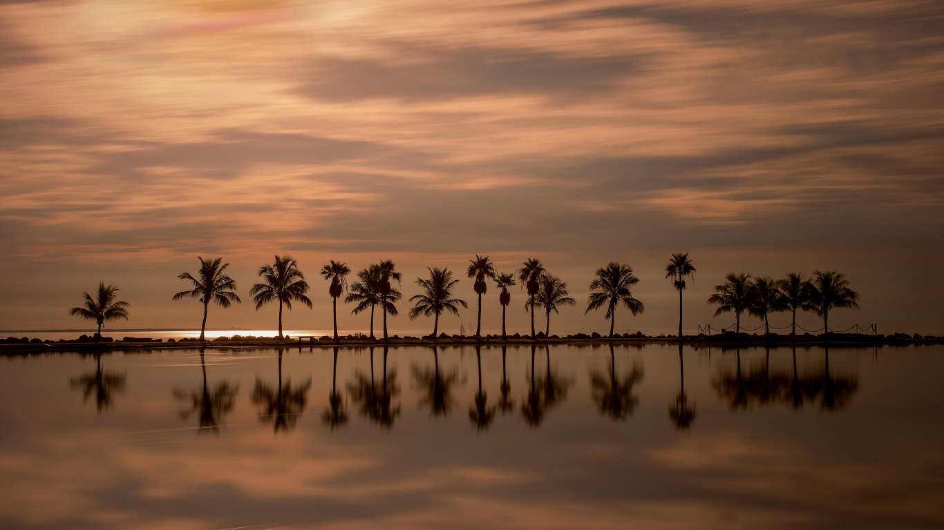 Palm Trees on Body of Water During Daytime. Wallpaper in 1366x768 Resolution