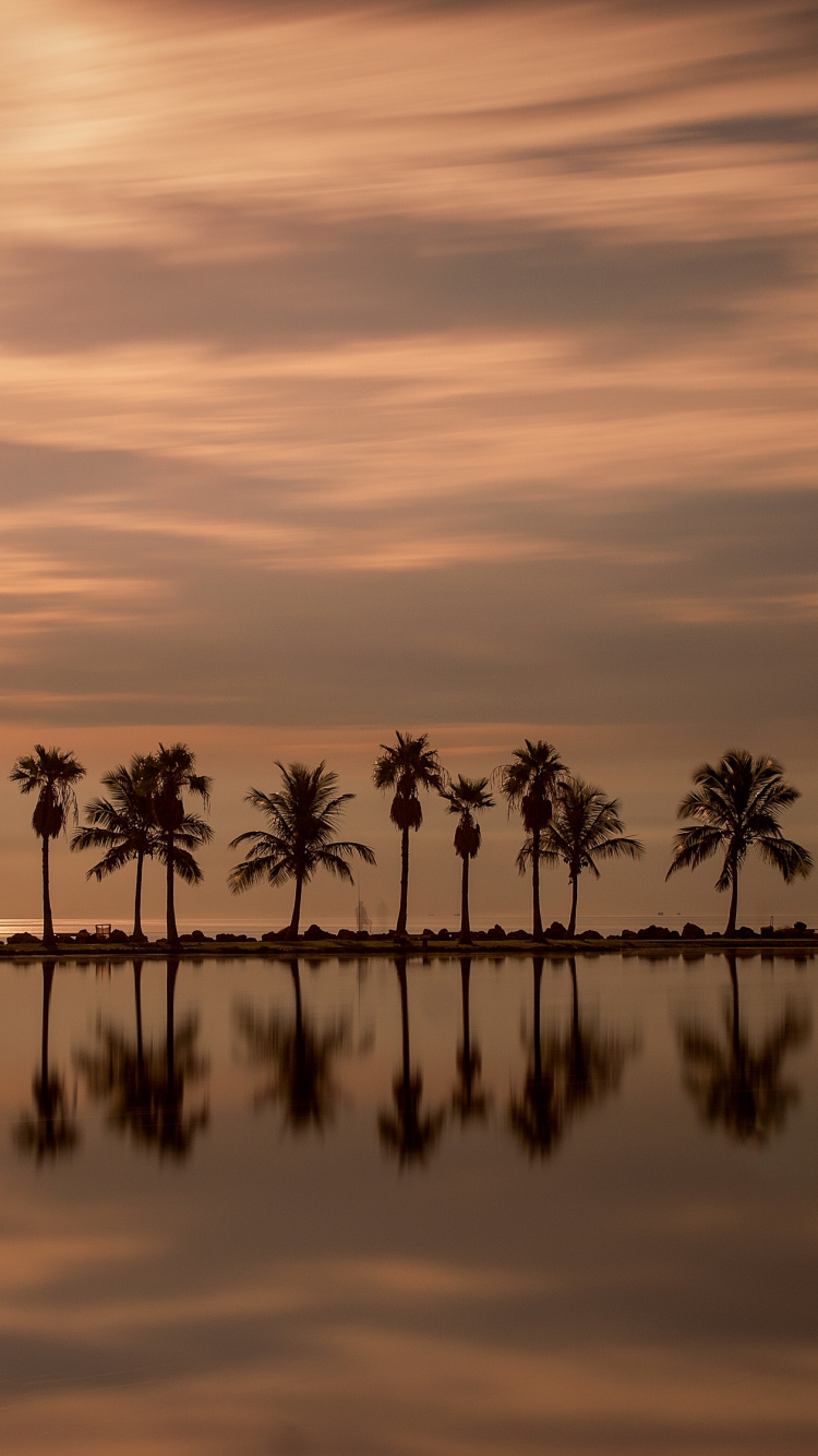 Palm Trees on Body of Water During Daytime. Wallpaper in 750x1334 Resolution