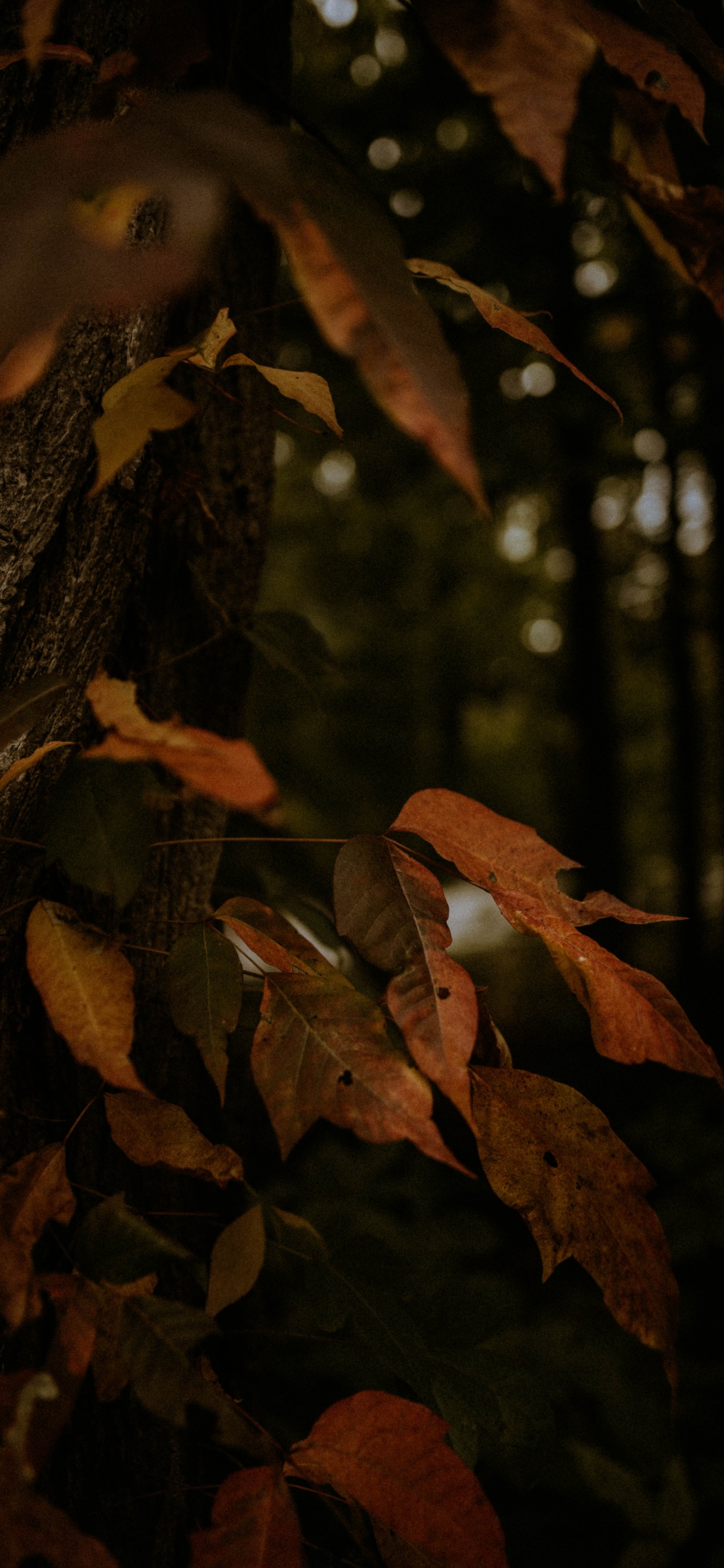Brown Dried Leaves on Tree. Wallpaper in 1242x2688 Resolution