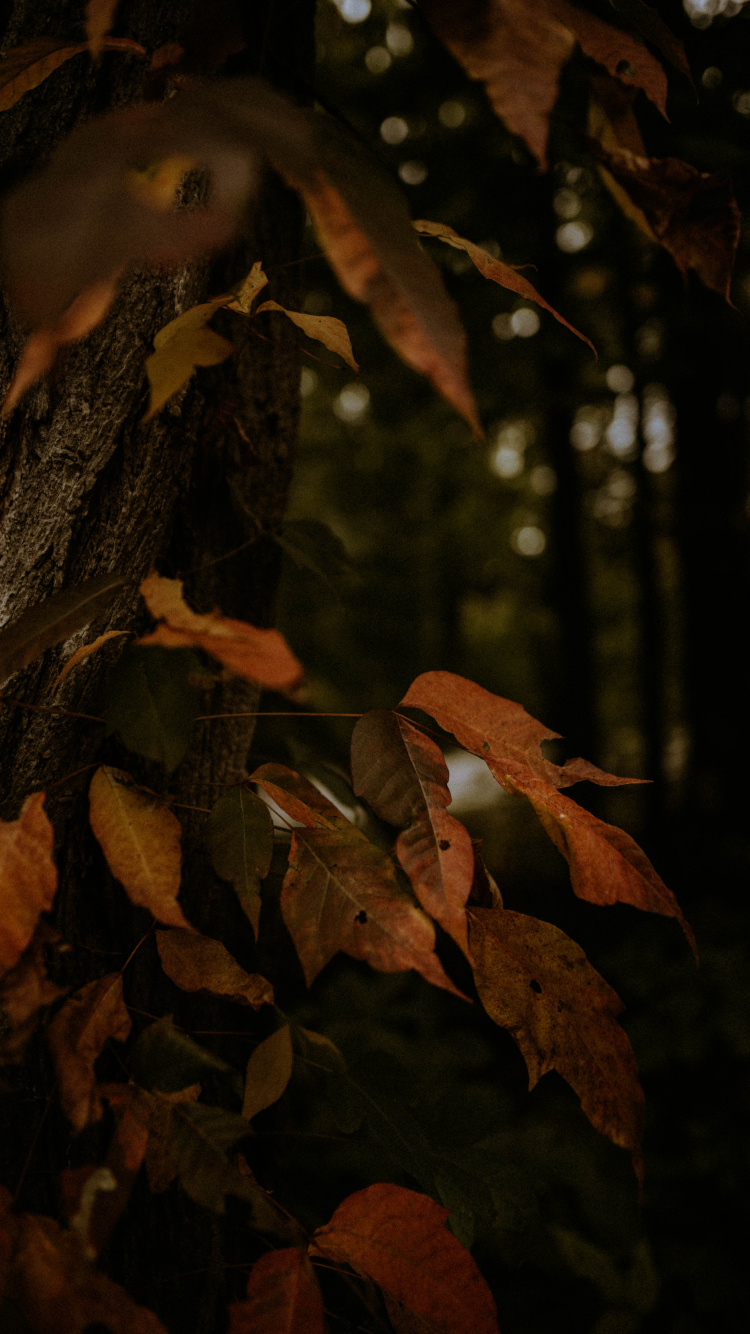 Brown Dried Leaves on Tree. Wallpaper in 750x1334 Resolution