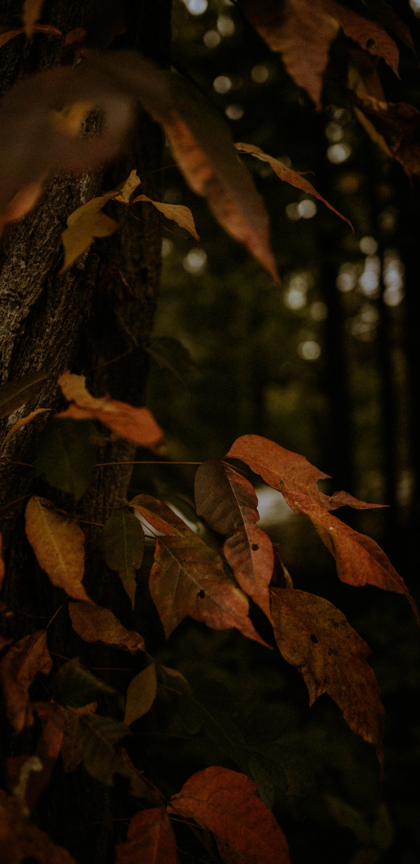 Feuilles Séchées Brunes Sur Arbre. Wallpaper in 1440x2960 Resolution