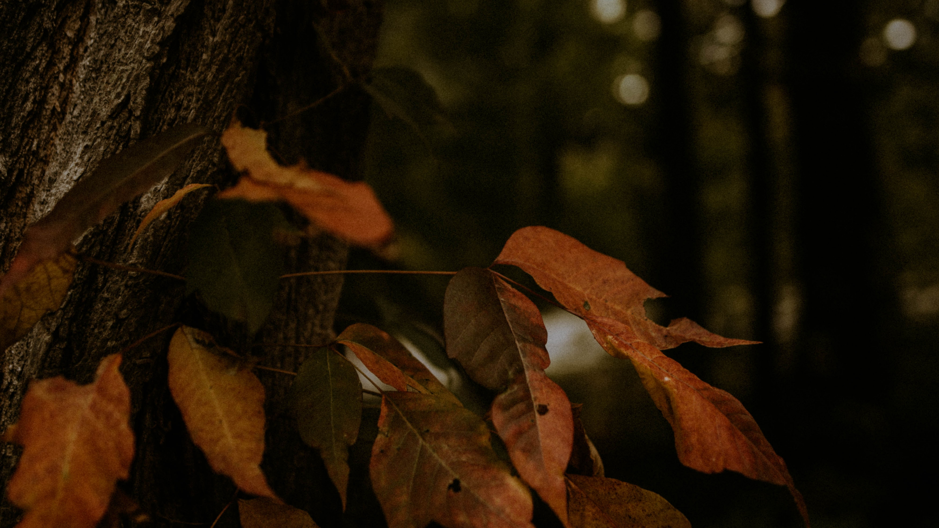 Feuilles Séchées Brunes Sur Arbre. Wallpaper in 3840x2160 Resolution