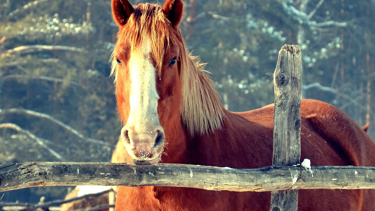 Brown Horse on Brown Wooden Fence During Daytime. Wallpaper in 1280x720 Resolution