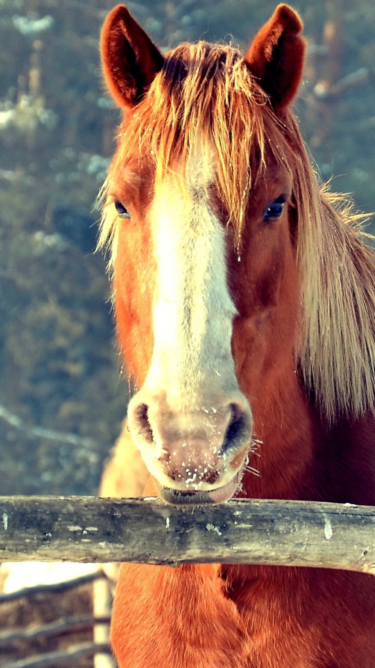 Brown Horse on Brown Wooden Fence During Daytime. Wallpaper in 750x1334 Resolution