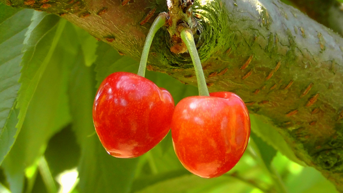 Red Round Fruit on Green Stem. Wallpaper in 1366x768 Resolution