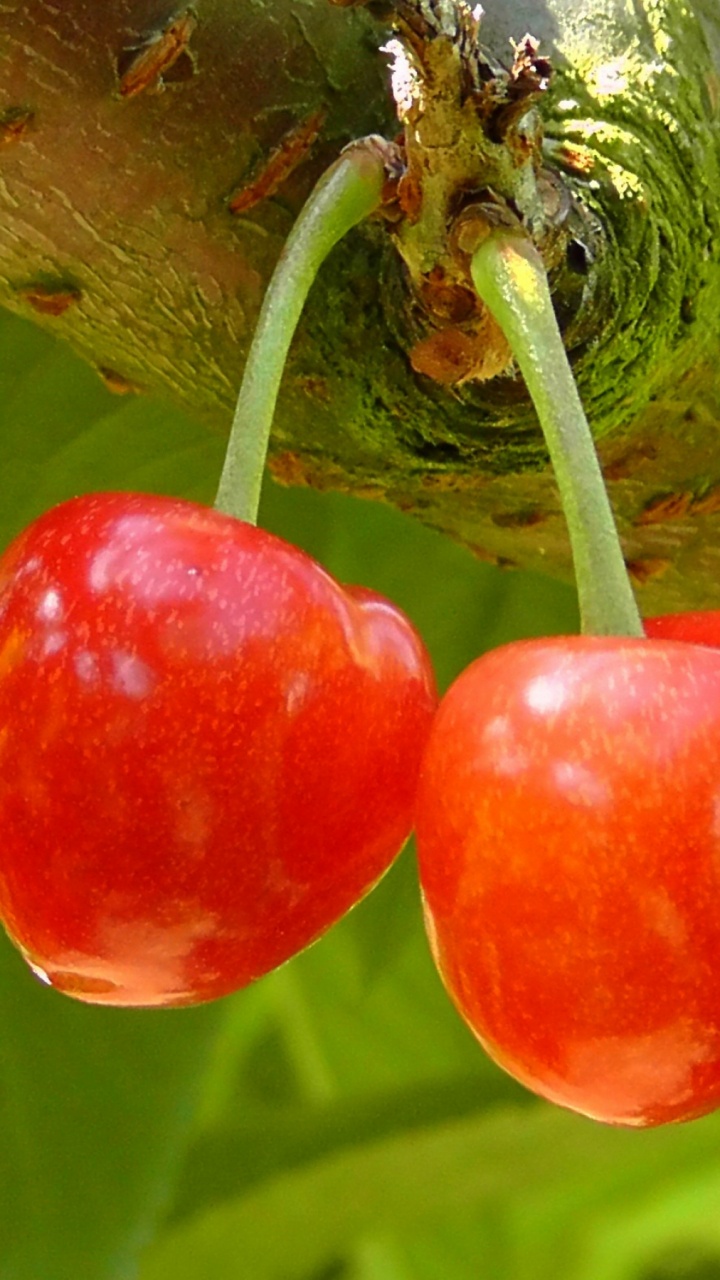 Red Round Fruit on Green Stem. Wallpaper in 720x1280 Resolution