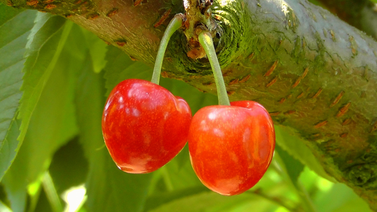 Fruto Redondo Rojo Sobre Tallo Verde. Wallpaper in 1280x720 Resolution