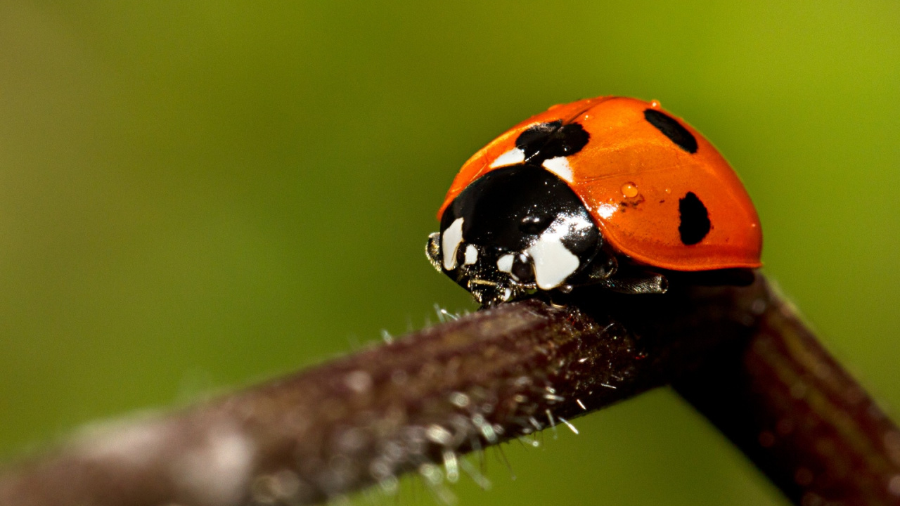 Orange and Black Ladybug on Brown Stem in Close up Photography During Daytime. Wallpaper in 1280x720 Resolution