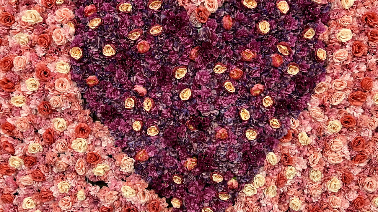 Roses, Textile, Magenta, Pétale, Art. Wallpaper in 1280x720 Resolution