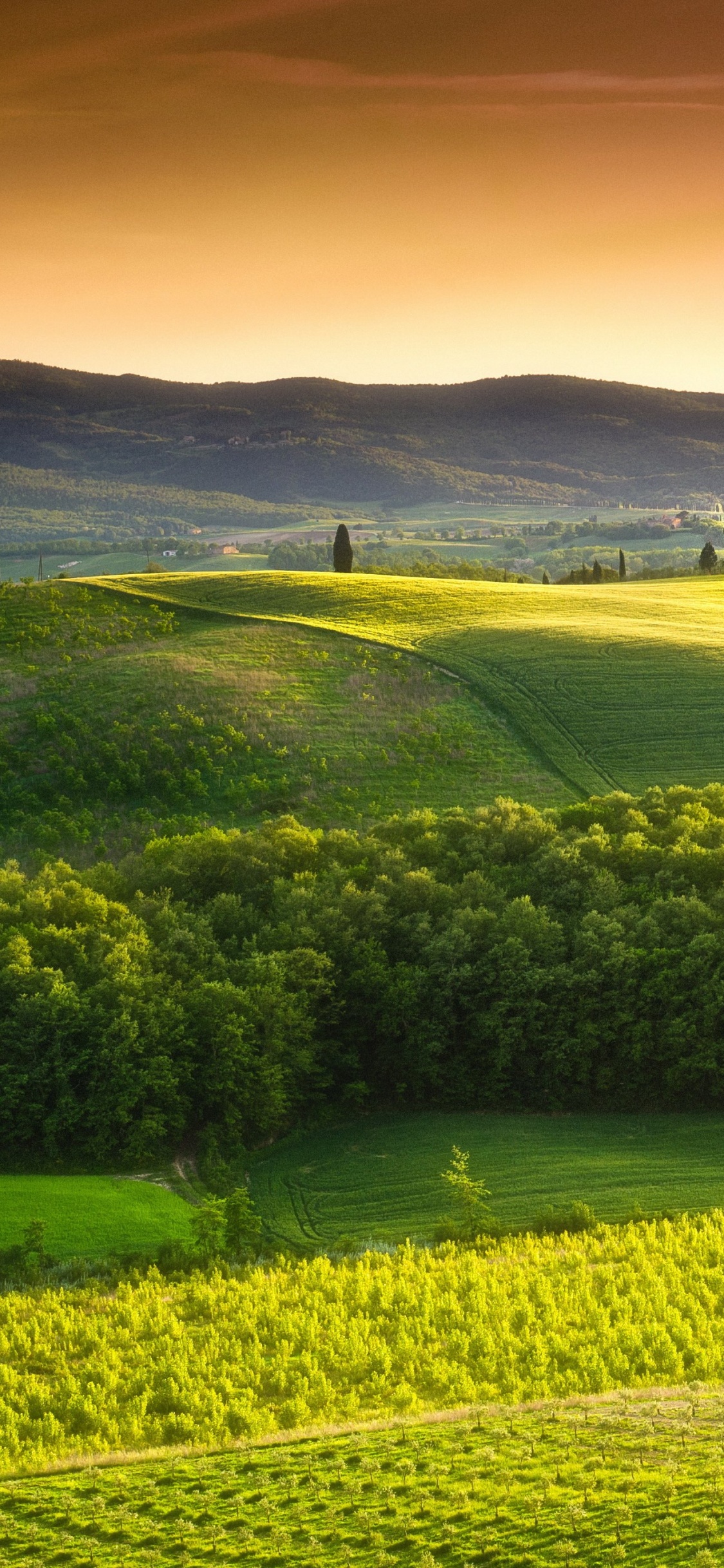 Champ D'herbe Verte Sous Ciel Bleu Pendant la Journée. Wallpaper in 1125x2436 Resolution
