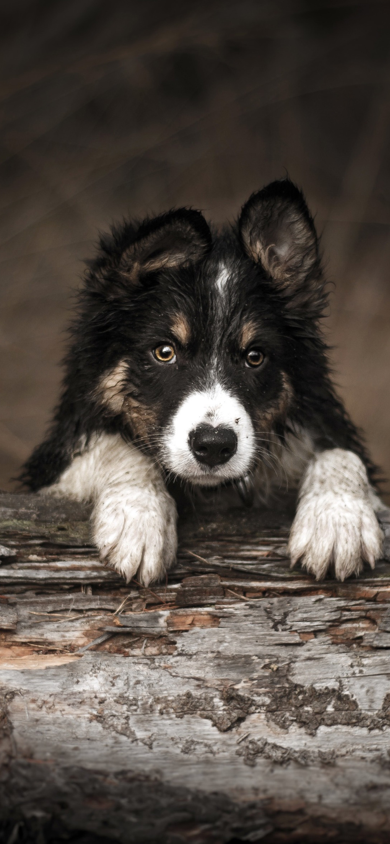 Gran Danés, Border Collie, Beagle, Husky Siberiano, Rough Collie. Wallpaper in 1242x2688 Resolution