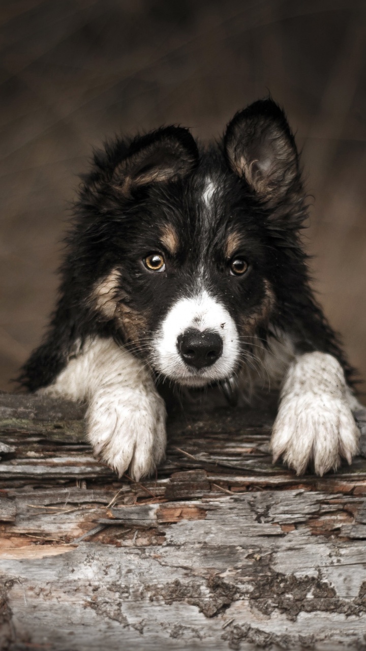 Gran Danés, Border Collie, Beagle, Husky Siberiano, Rough Collie. Wallpaper in 720x1280 Resolution