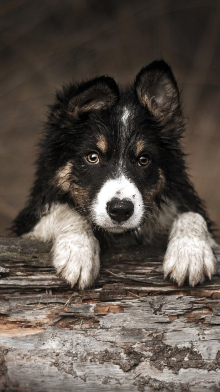 Gran Danés, Border Collie, Beagle, Husky Siberiano, Rough Collie. Wallpaper in 750x1334 Resolution