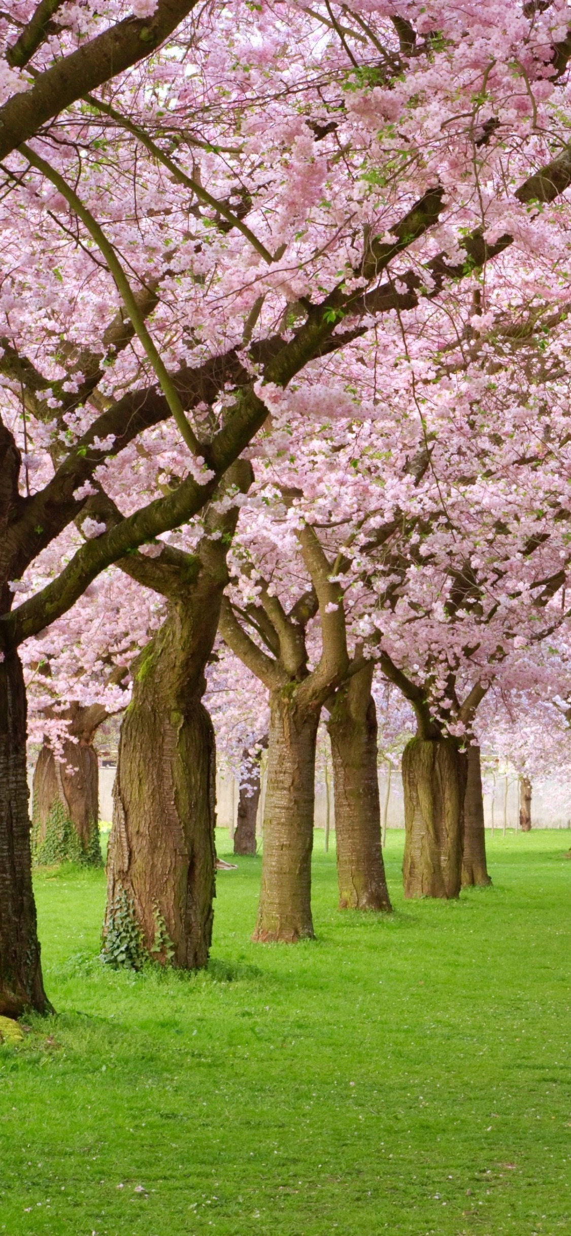 Rosa Kirschblütenbäume Auf Grüner Wiese Tagsüber. Wallpaper in 1125x2436 Resolution