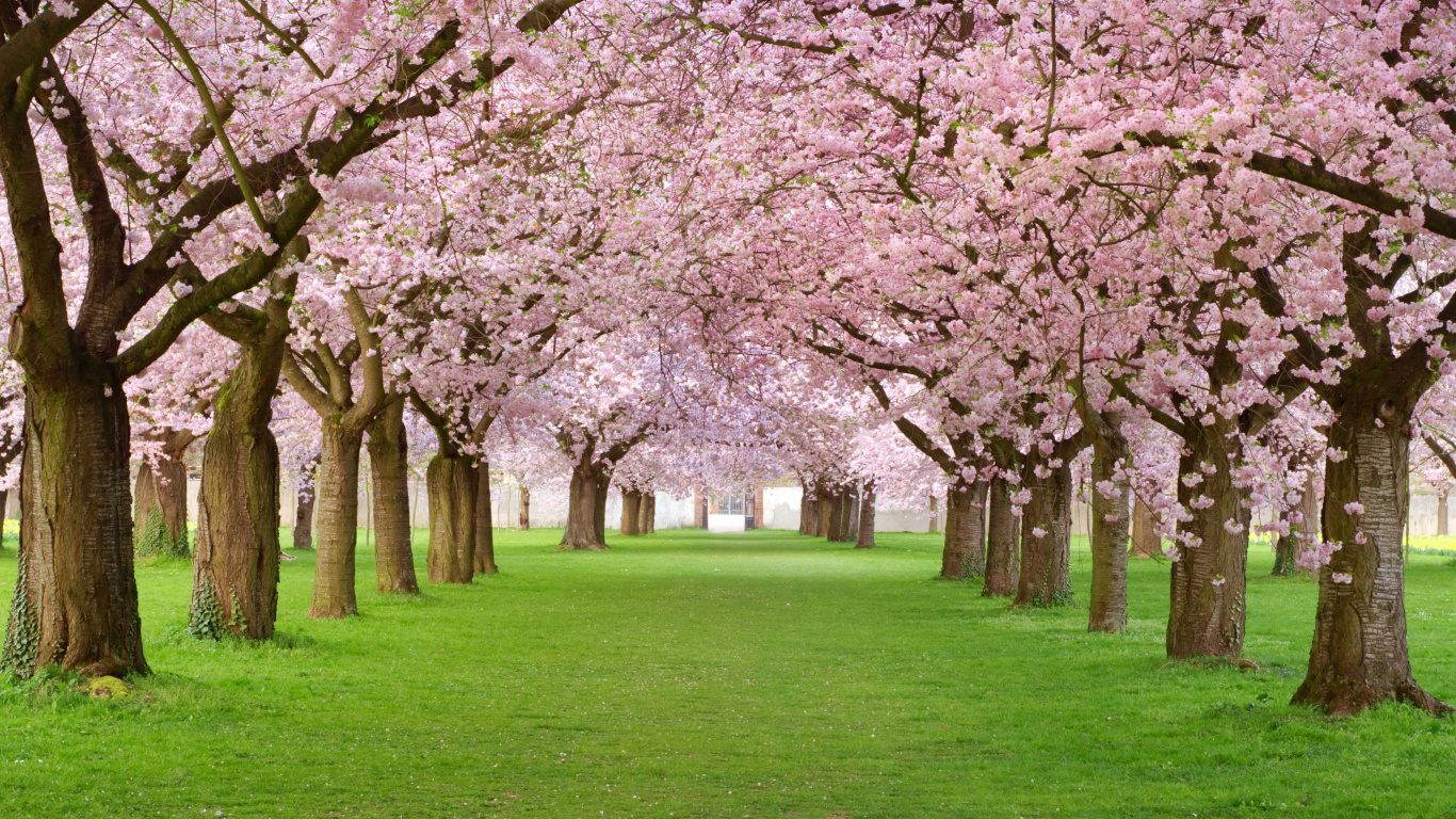 Pink Cherry Blossom Trees on Green Grass Field During Daytime. Wallpaper in 1366x768 Resolution