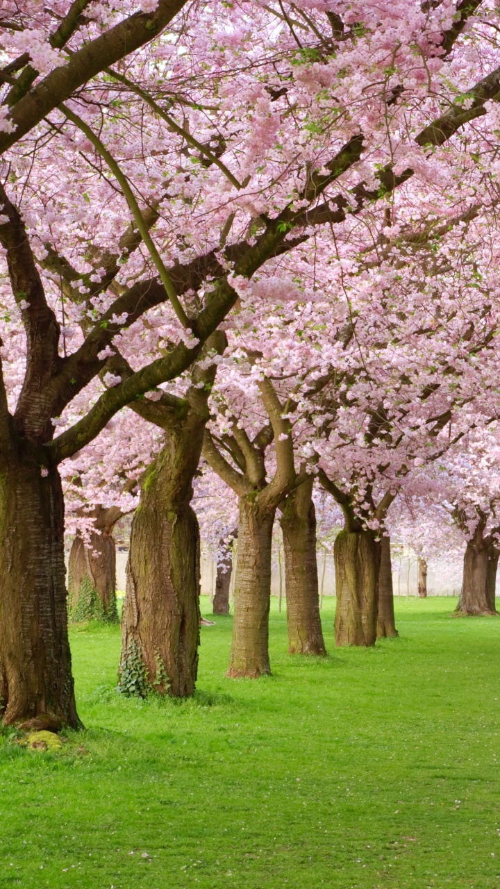 Pink Cherry Blossom Trees on Green Grass Field During Daytime. Wallpaper in 720x1280 Resolution