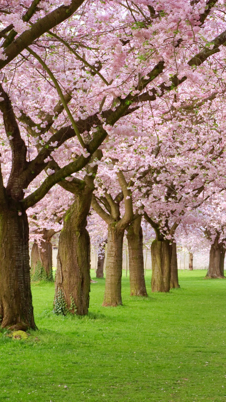 Pink Cherry Blossom Trees on Green Grass Field During Daytime. Wallpaper in 750x1334 Resolution