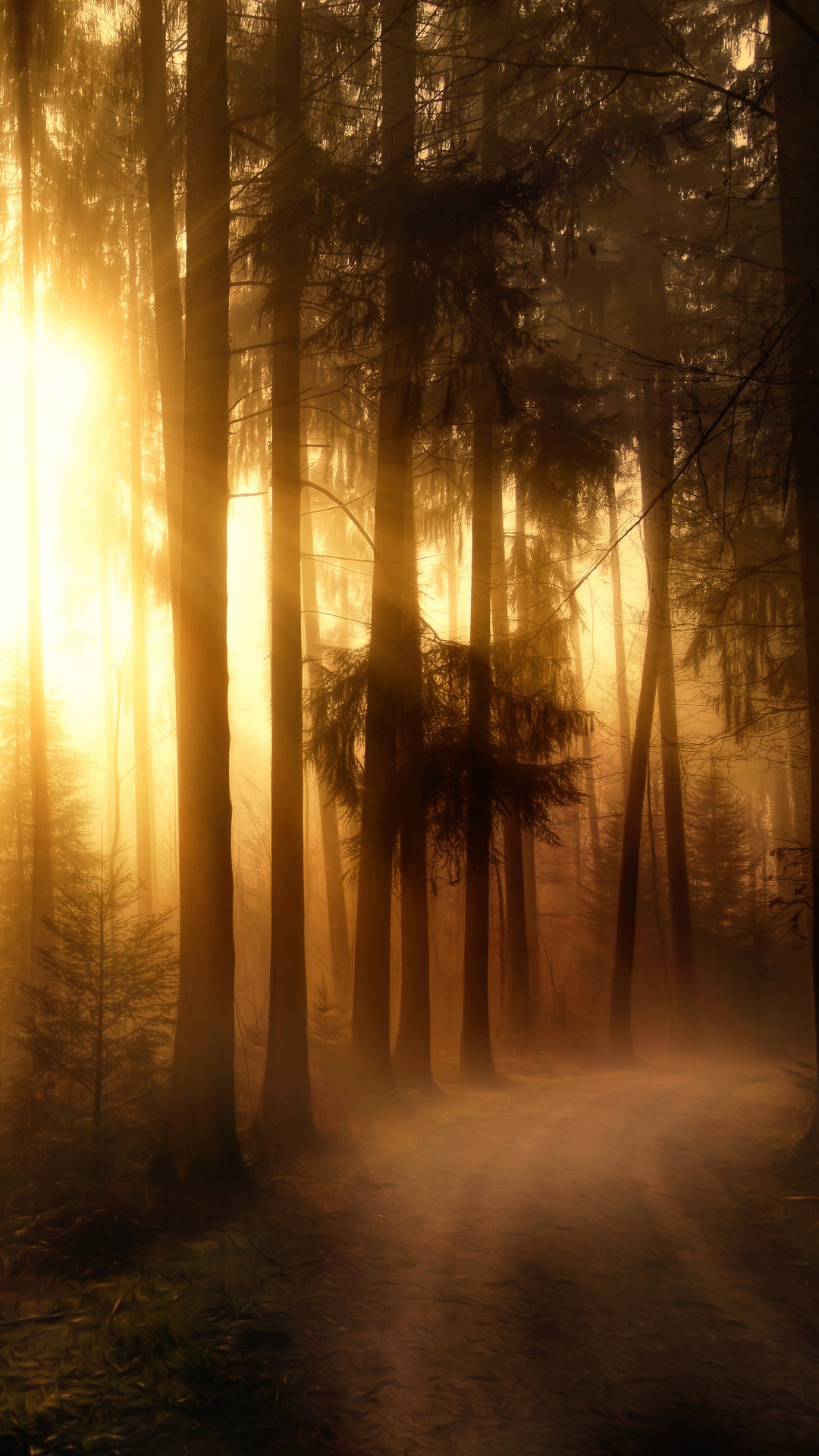 Les Rayons du Soleil Traversent Les Arbres. Wallpaper in 1080x1920 Resolution
