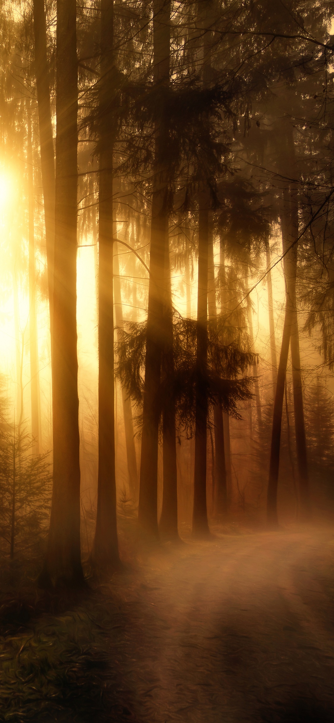 Les Rayons du Soleil Traversent Les Arbres. Wallpaper in 1125x2436 Resolution