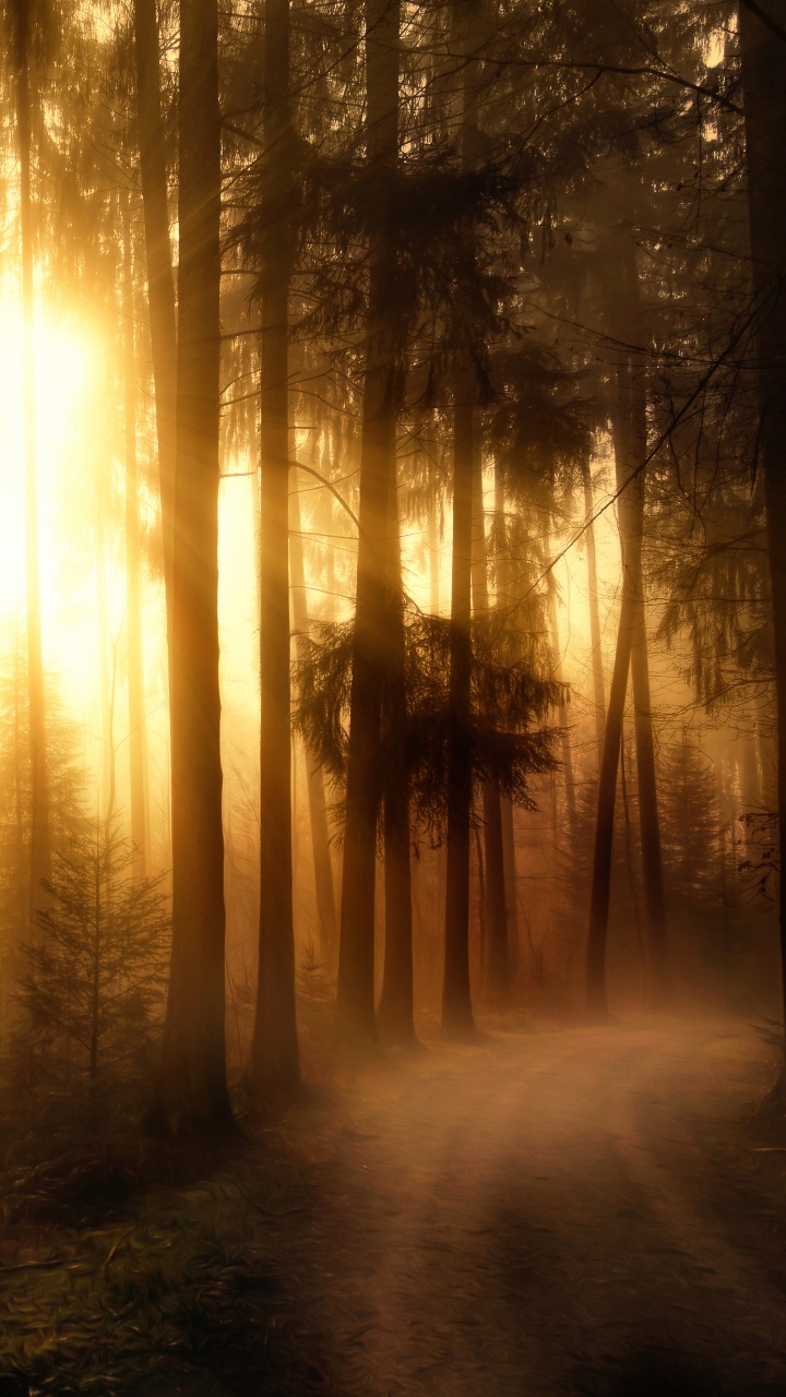 Les Rayons du Soleil Traversent Les Arbres. Wallpaper in 720x1280 Resolution