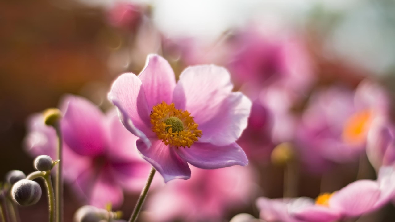 显花植物, 粉红色, 弹簧, 野花, 海葵 壁纸 1280x720 允许