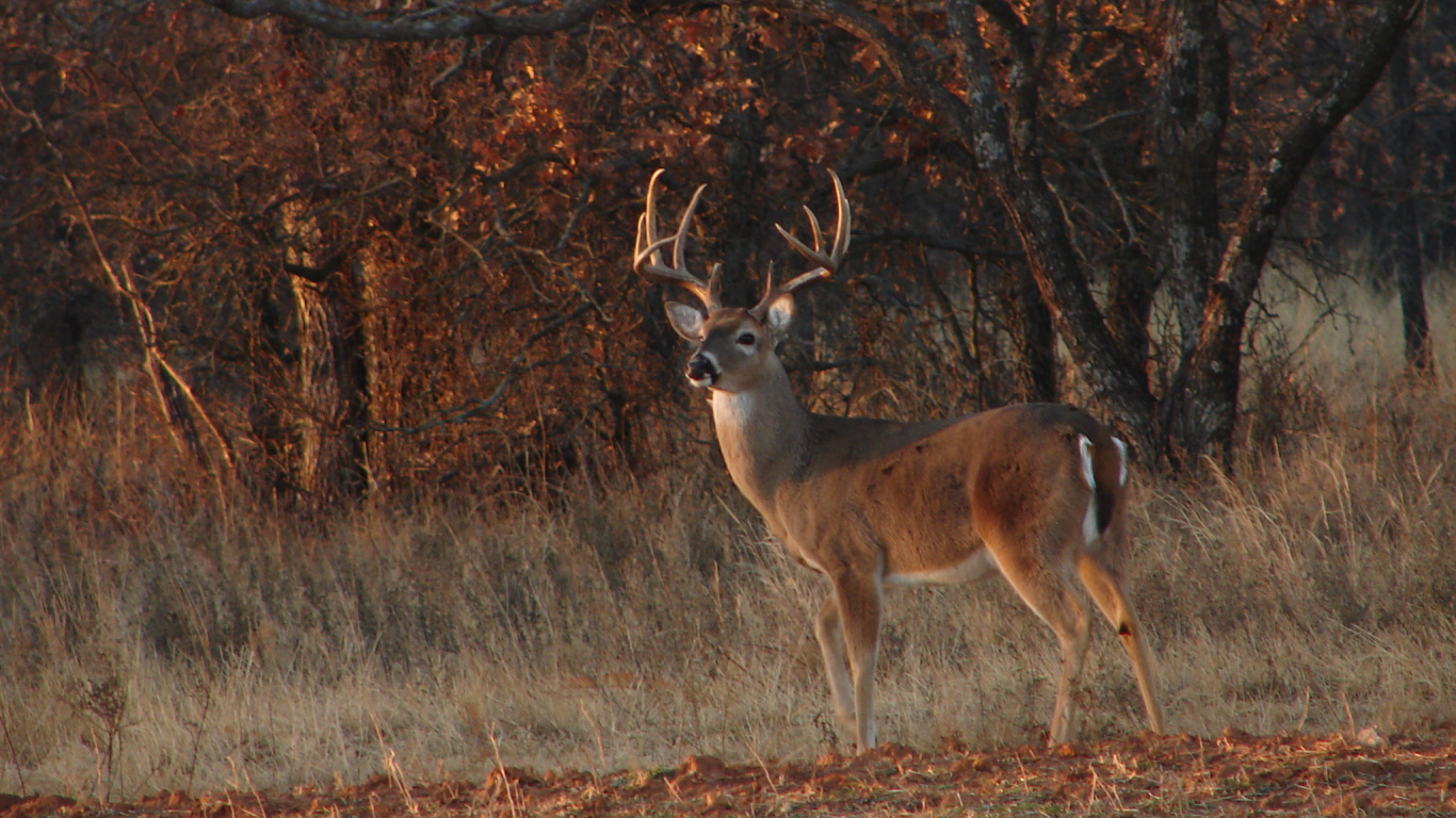 Brown Deer on Brown Grass Field During Daytime. Wallpaper in 1366x768 Resolution