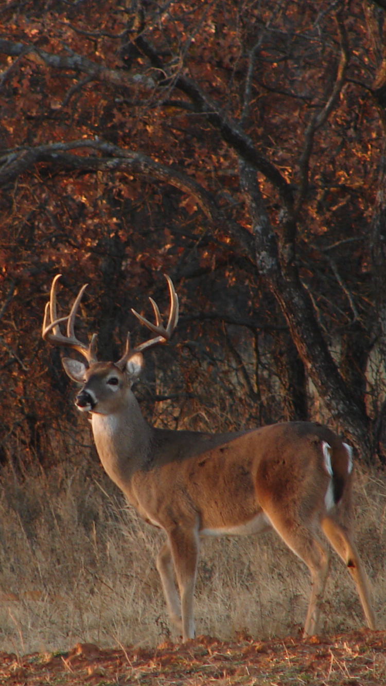 Brown Deer on Brown Grass Field During Daytime. Wallpaper in 750x1334 Resolution