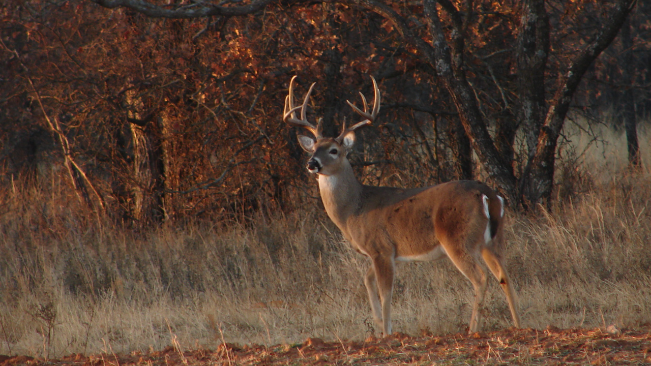 Cerf Brun Sur Terrain D'herbe Brune Pendant la Journée. Wallpaper in 1280x720 Resolution