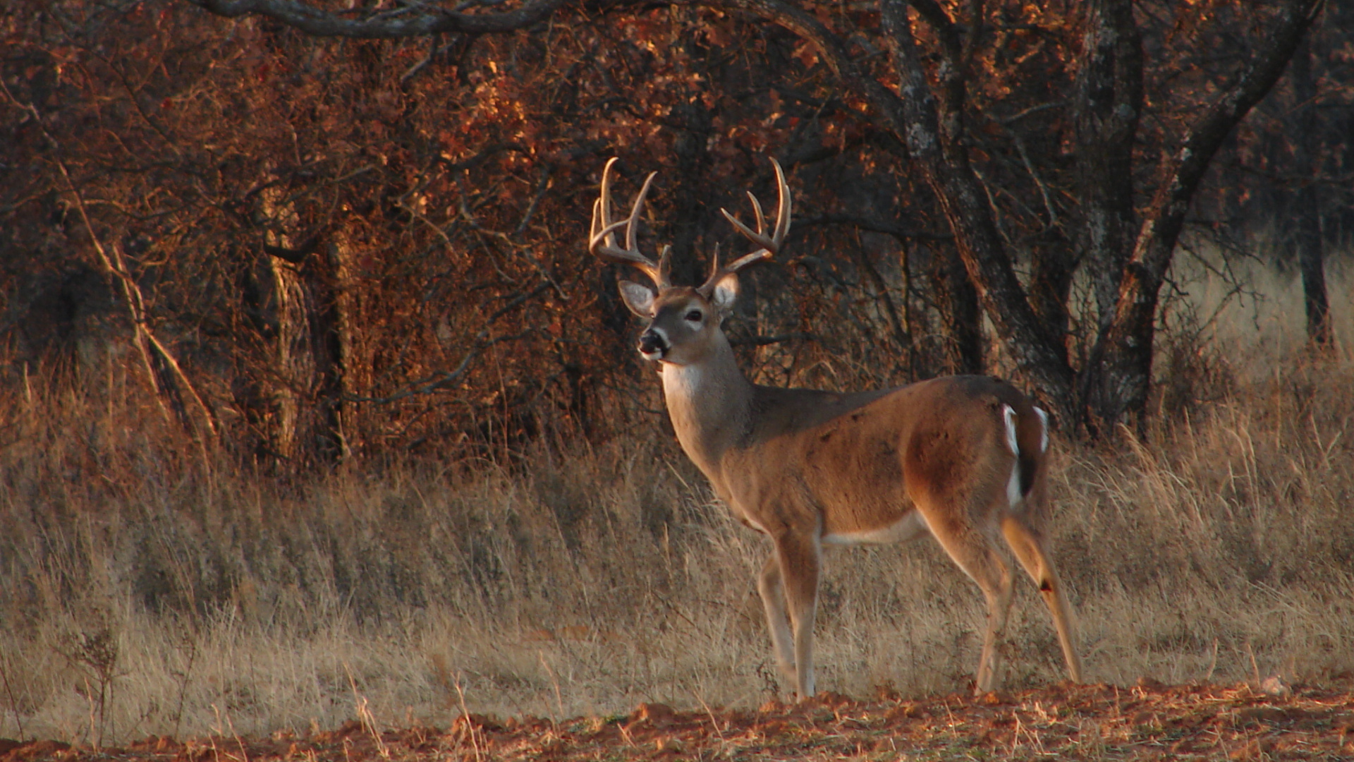 Cerf Brun Sur Terrain D'herbe Brune Pendant la Journée. Wallpaper in 1920x1080 Resolution