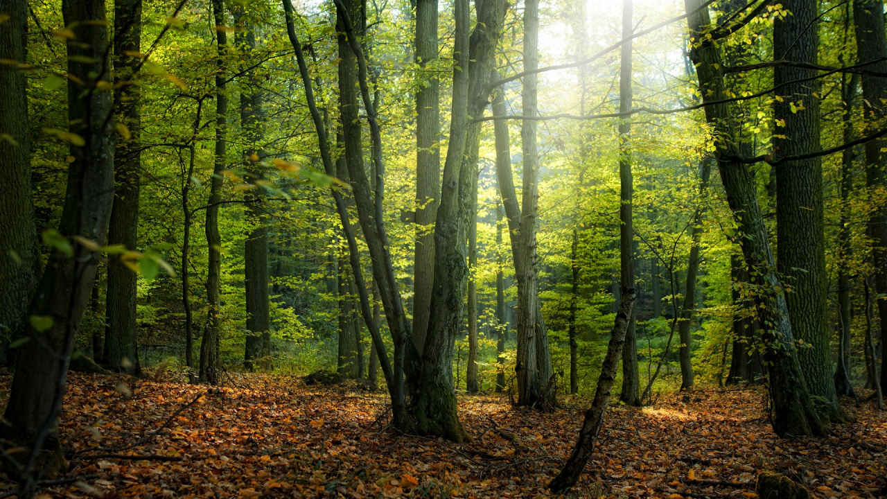 Arbres Verts Sur la Forêt Pendant la Journée. Wallpaper in 1280x720 Resolution