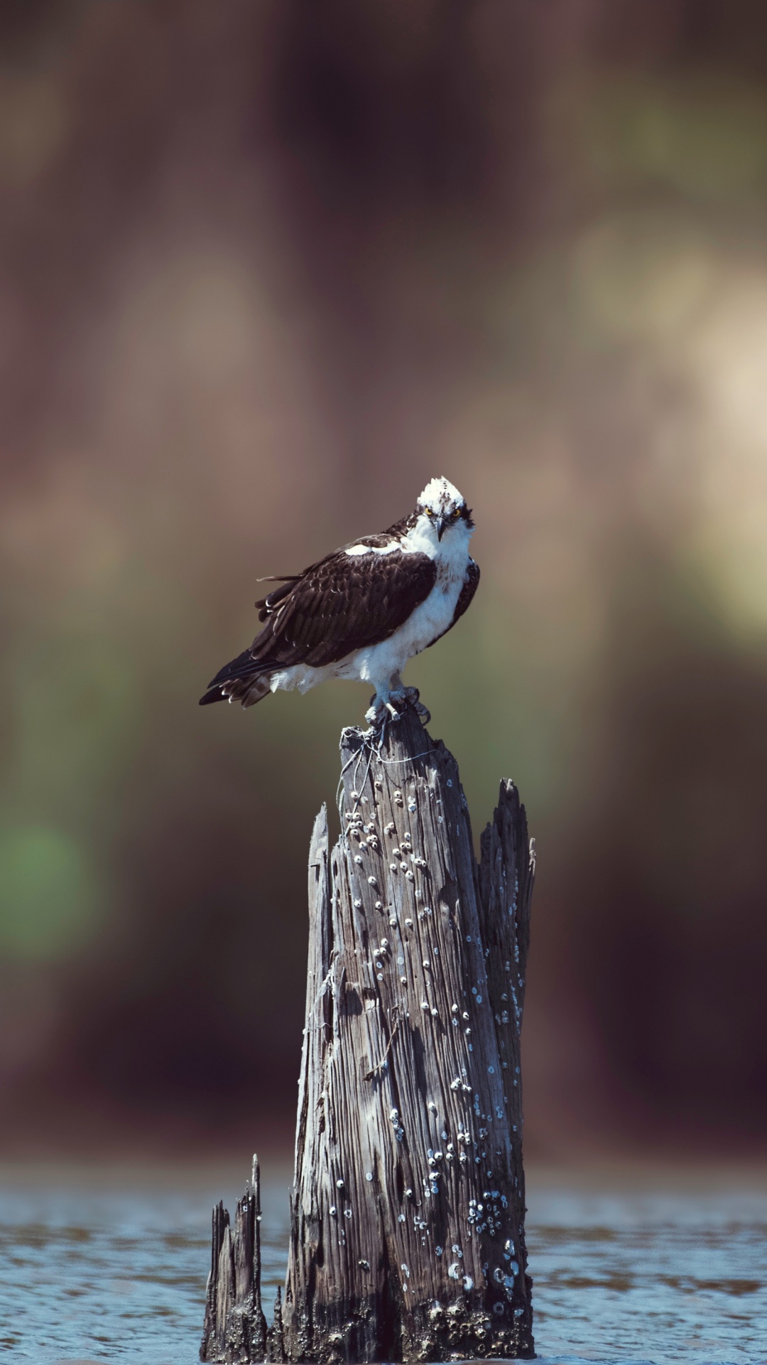 White and Brown Bird Perched on Brown Wooden Post. Wallpaper in 1080x1920 Resolution