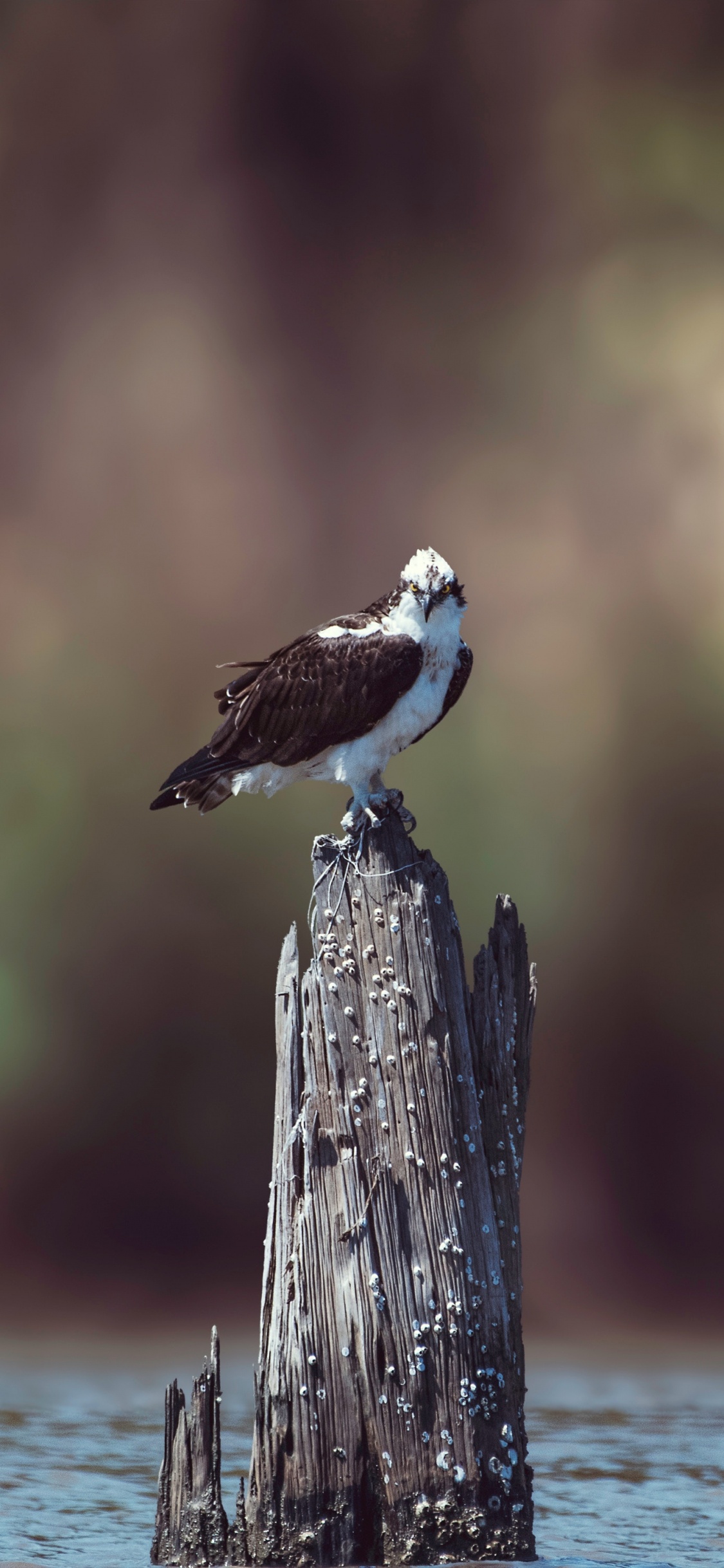 White and Brown Bird Perched on Brown Wooden Post. Wallpaper in 1125x2436 Resolution