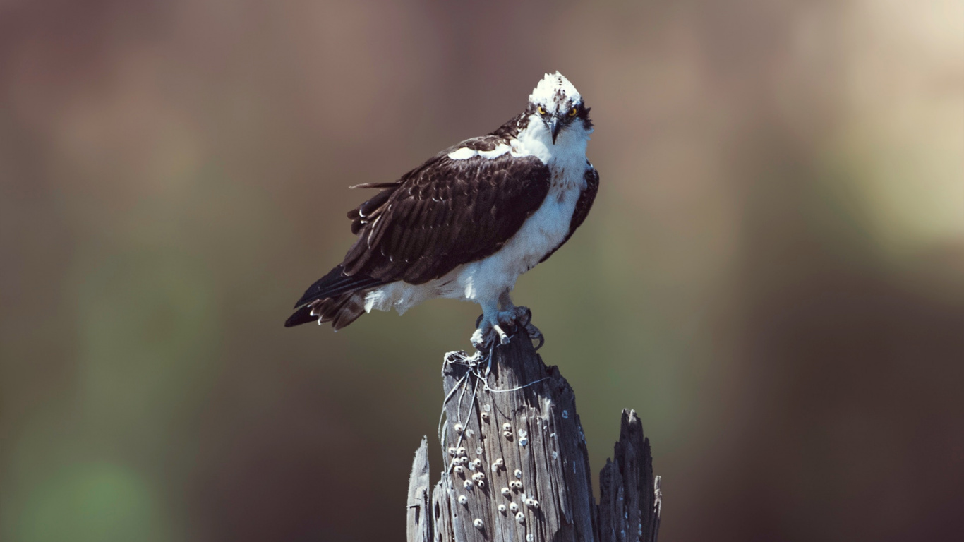White and Brown Bird Perched on Brown Wooden Post. Wallpaper in 1366x768 Resolution