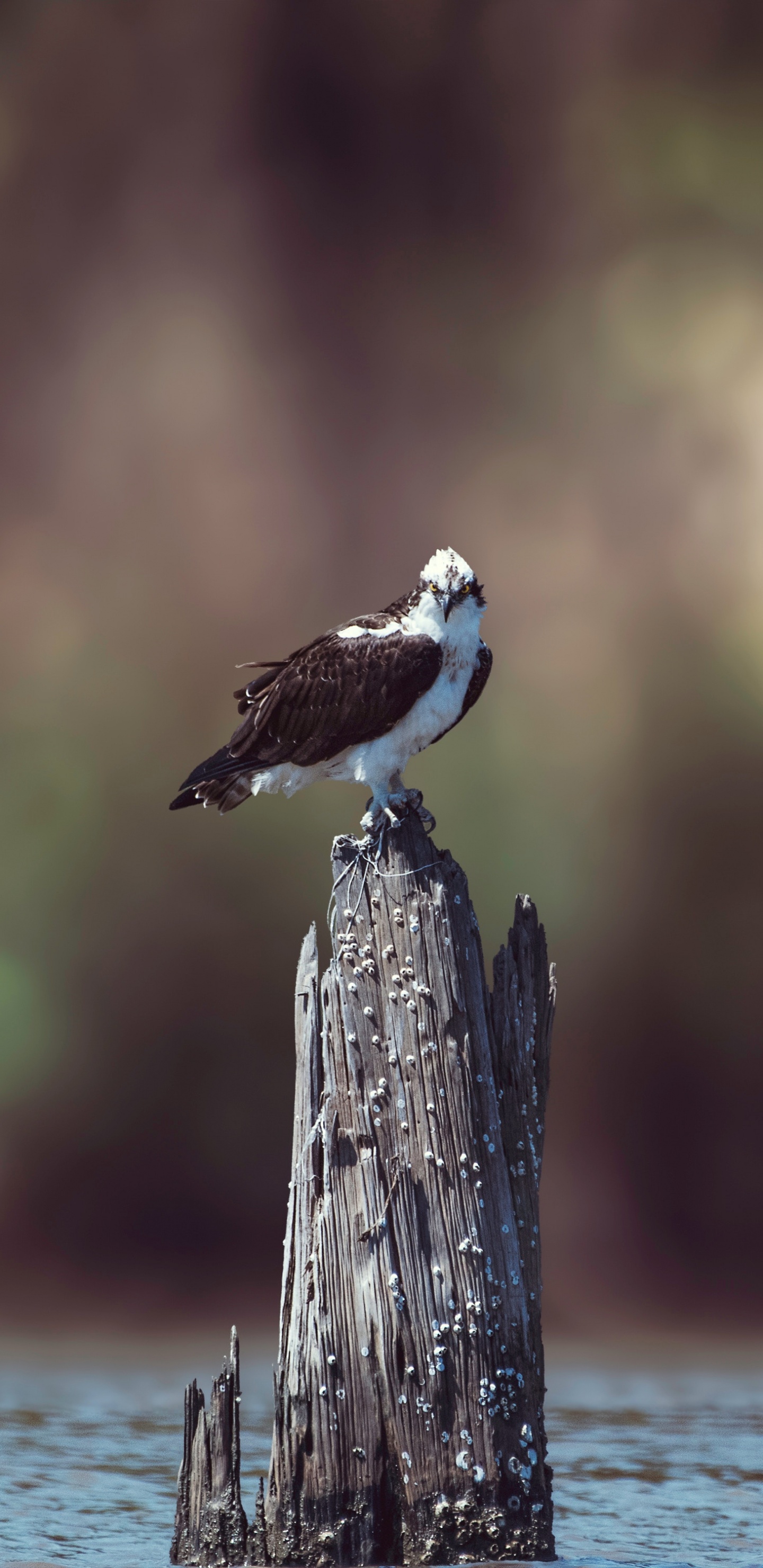 White and Brown Bird Perched on Brown Wooden Post. Wallpaper in 1440x2960 Resolution
