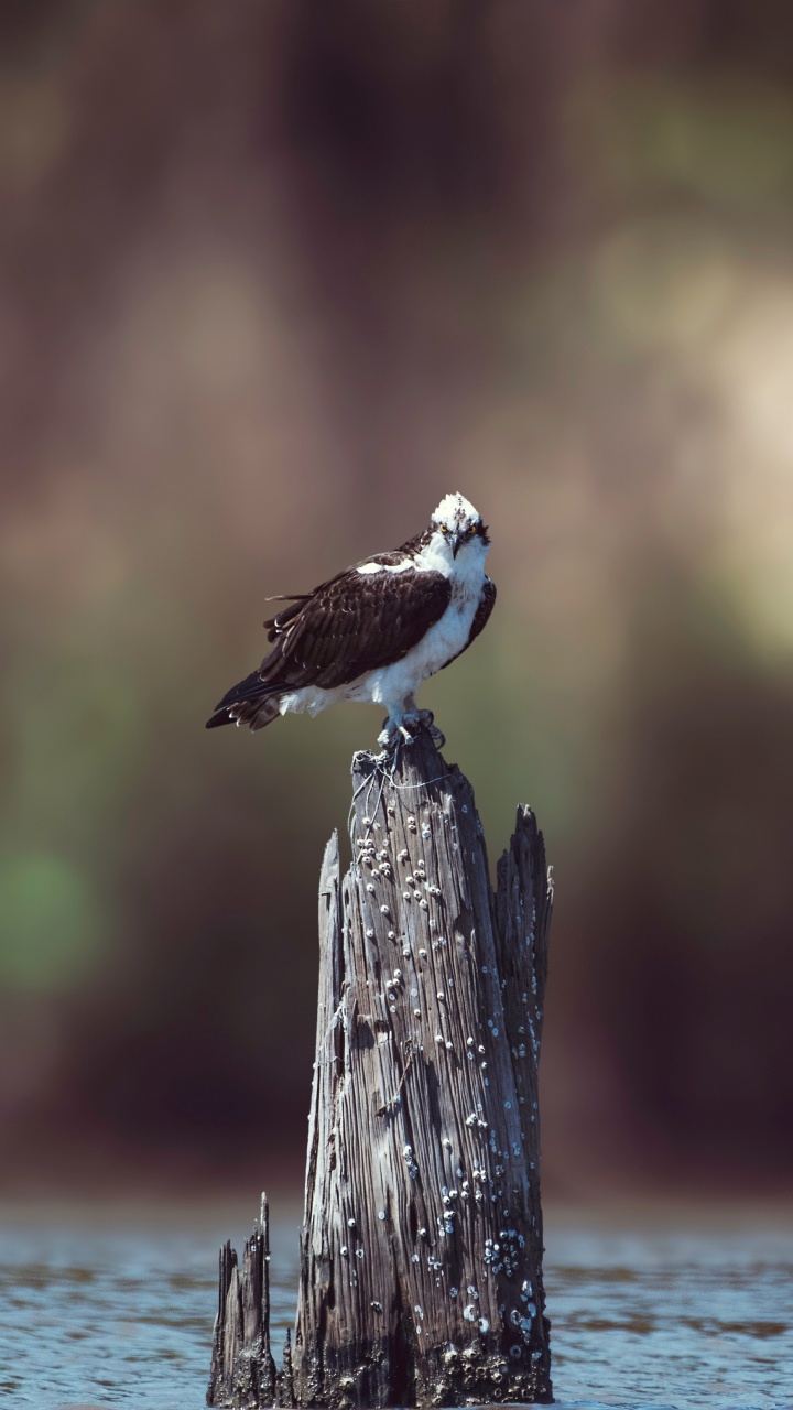 White and Brown Bird Perched on Brown Wooden Post. Wallpaper in 720x1280 Resolution