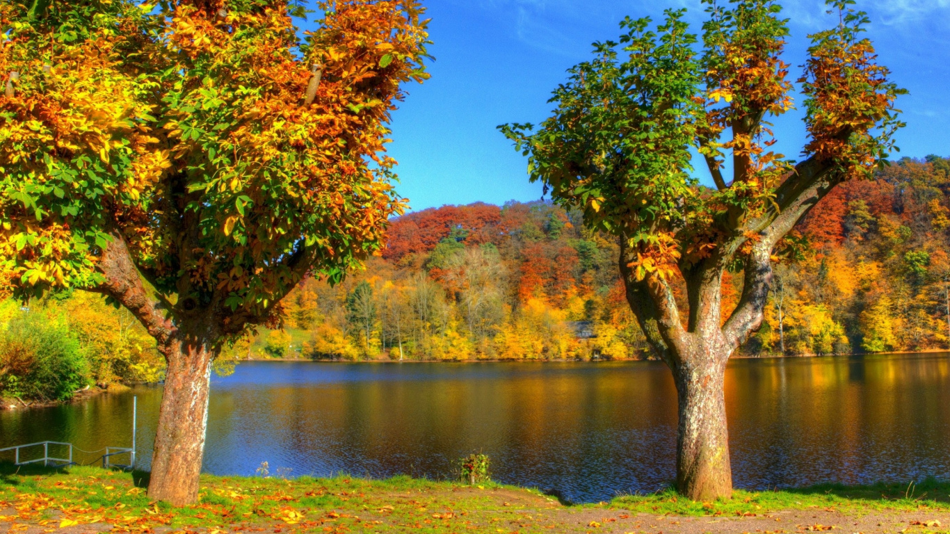 Tagsüber Grüner Baum Neben Dem Fluss. Wallpaper in 1366x768 Resolution