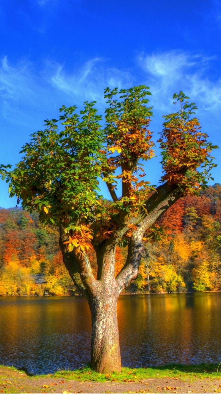 Tagsüber Grüner Baum Neben Dem Fluss. Wallpaper in 720x1280 Resolution