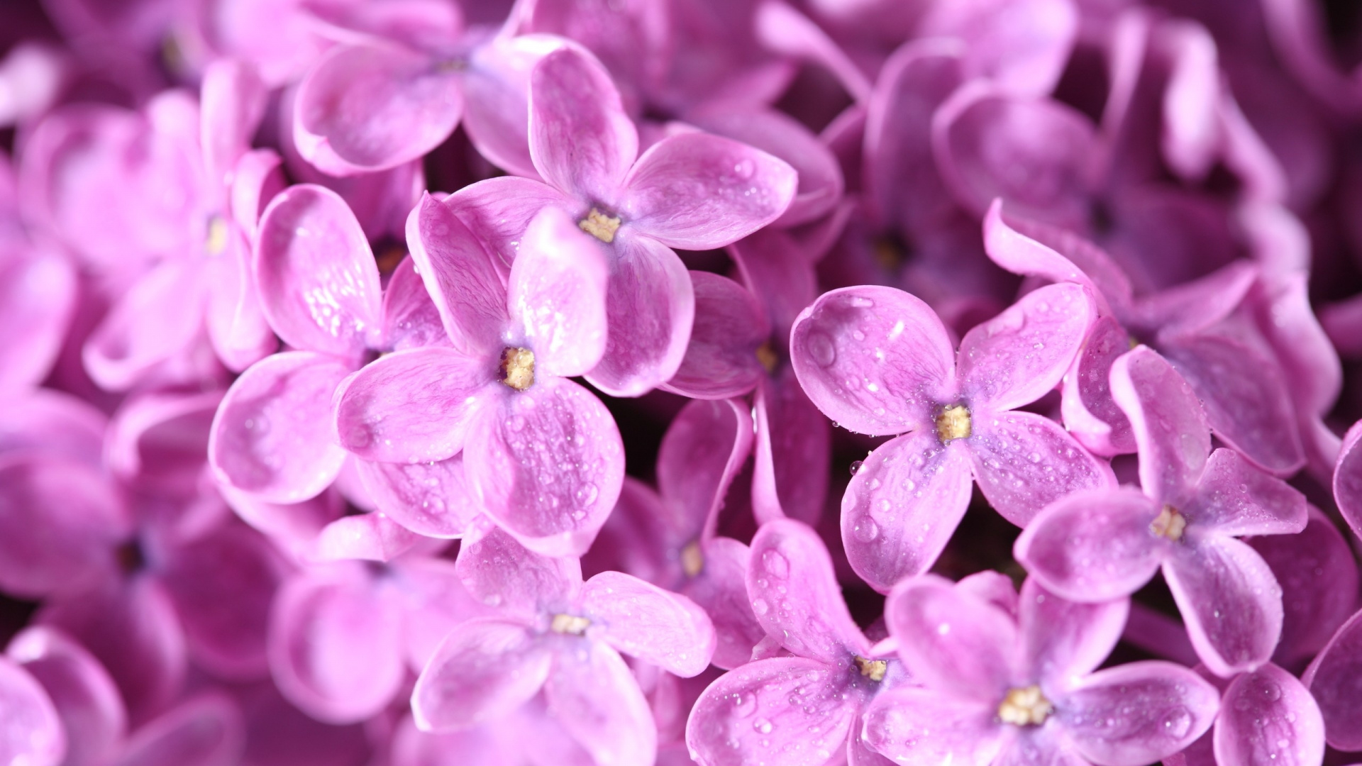 Purple Flower Buds in Macro Shot. Wallpaper in 1920x1080 Resolution