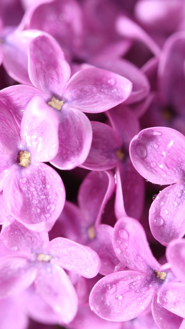 Boutons de Fleurs Violettes en Macro Shot. Wallpaper in 720x1280 Resolution