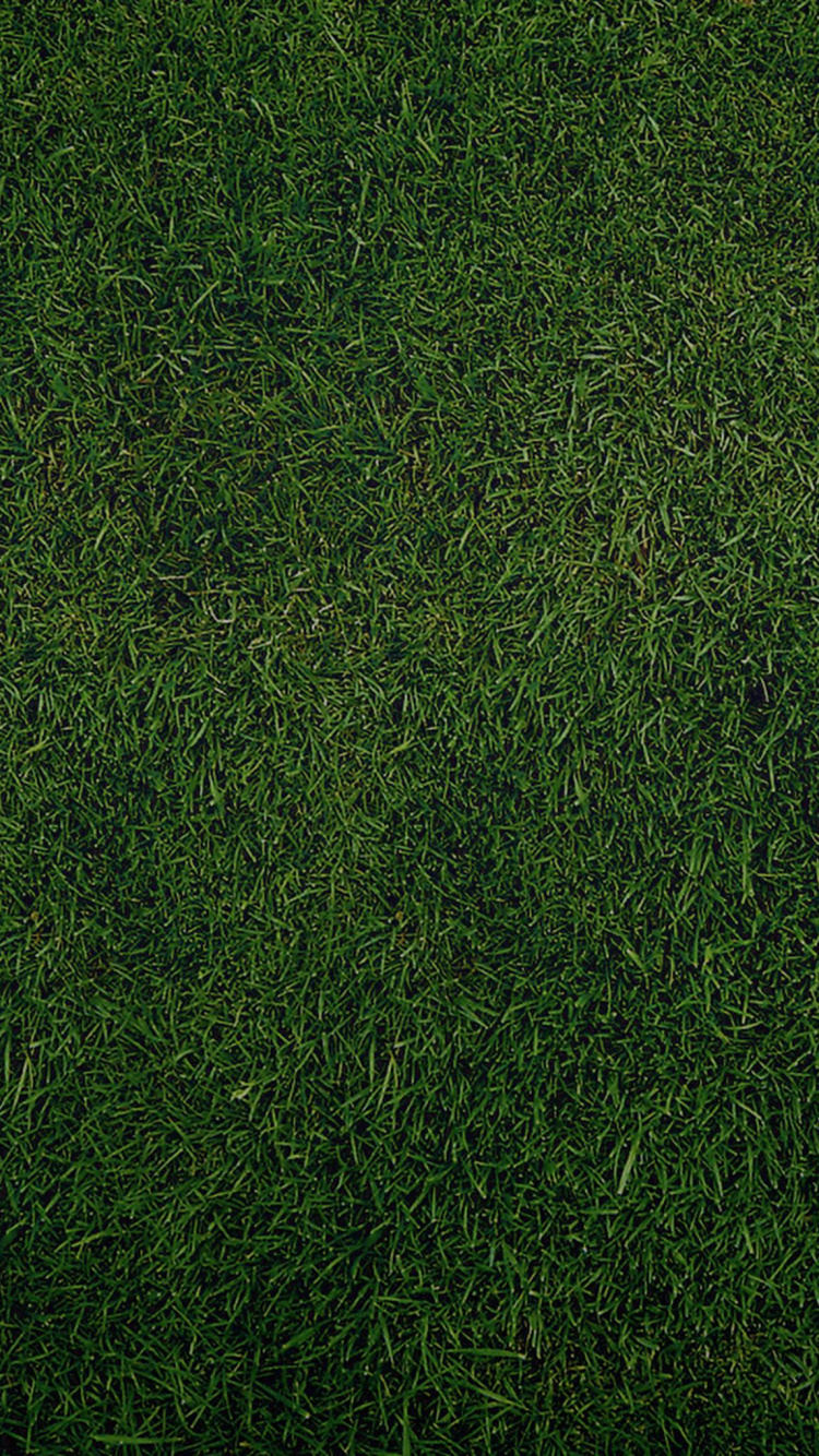 Champ D'herbe Verte Pendant la Journée. Wallpaper in 750x1334 Resolution