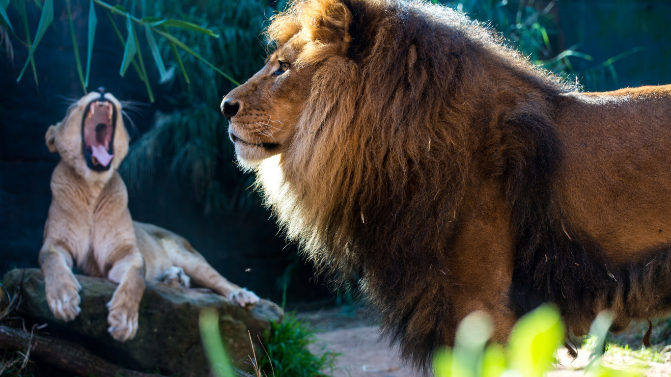 Lion Lying on Ground During Daytime. Wallpaper in 1366x768 Resolution