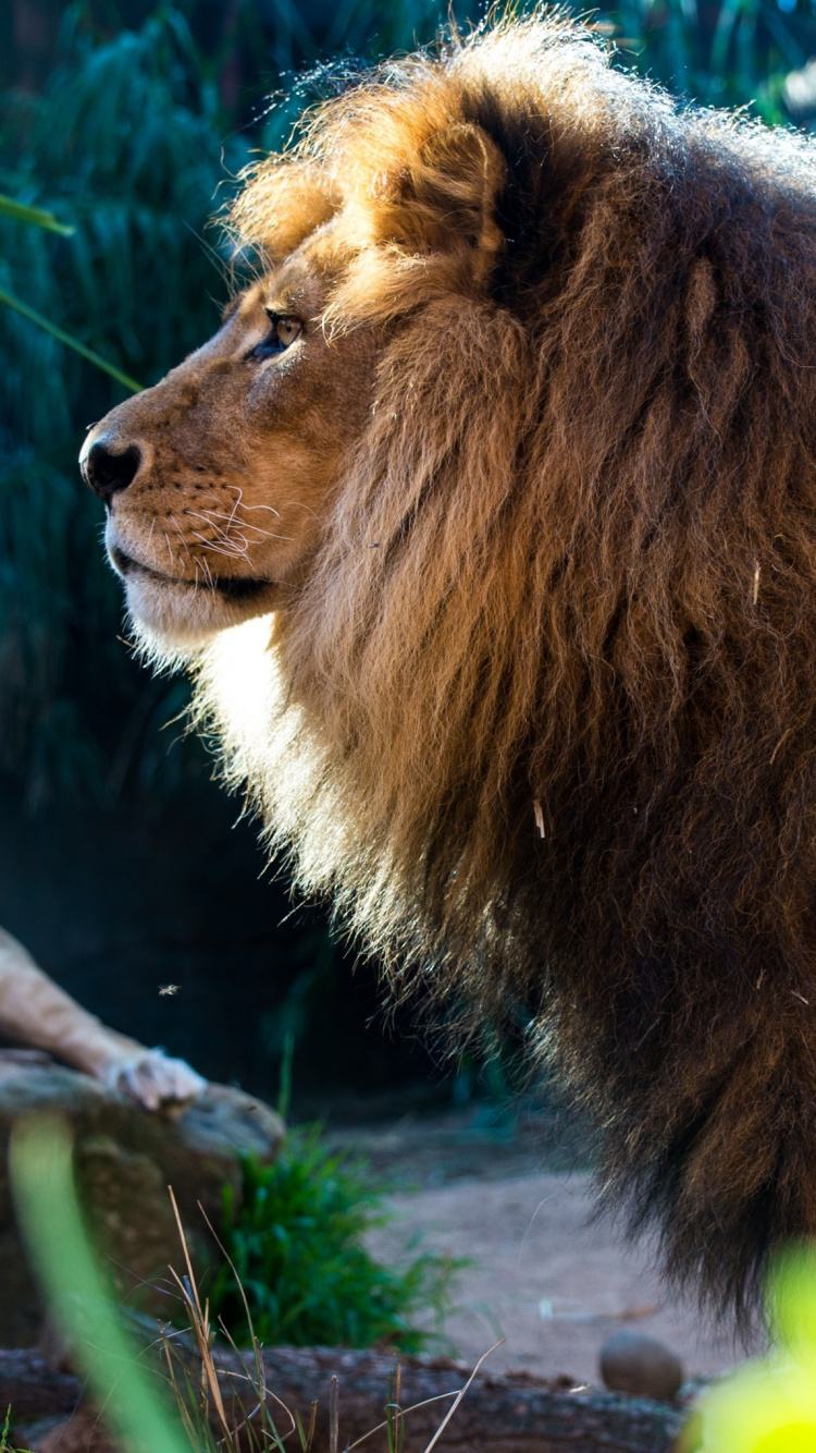Löwe, Der Tagsüber Auf Dem Boden Liegt. Wallpaper in 750x1334 Resolution