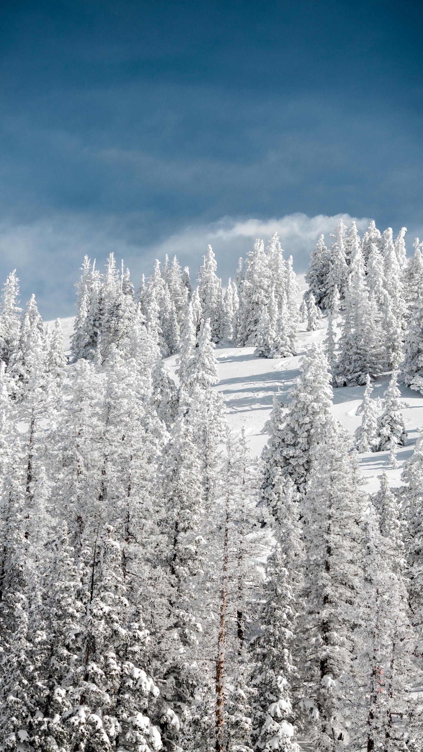 Schnee, Winter, Baum, Frost, Einfrieren. Wallpaper in 1440x2560 Resolution