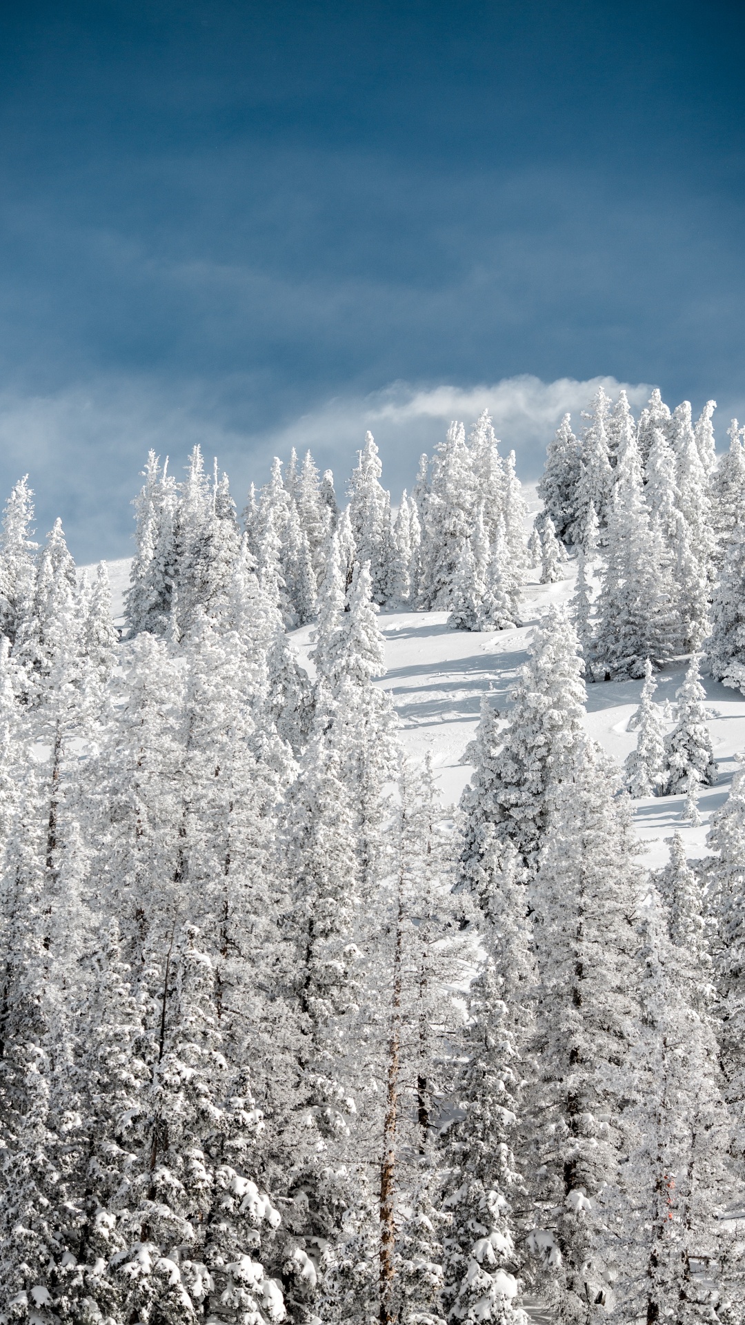 冬天, 冻结, 自然景观, 森林, 木本植物 壁纸 1080x1920 允许