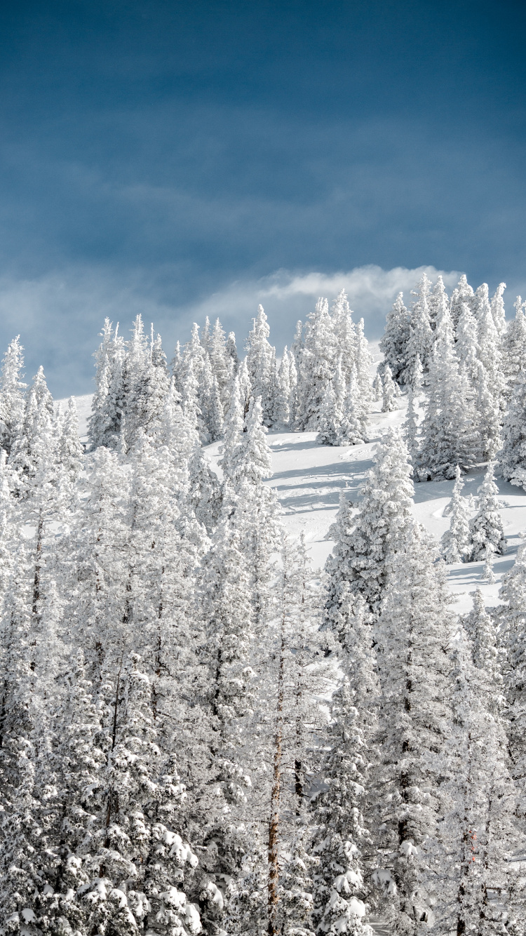 Neige, Hiver, Gel, Congélation, Paysage Naturel. Wallpaper in 750x1334 Resolution