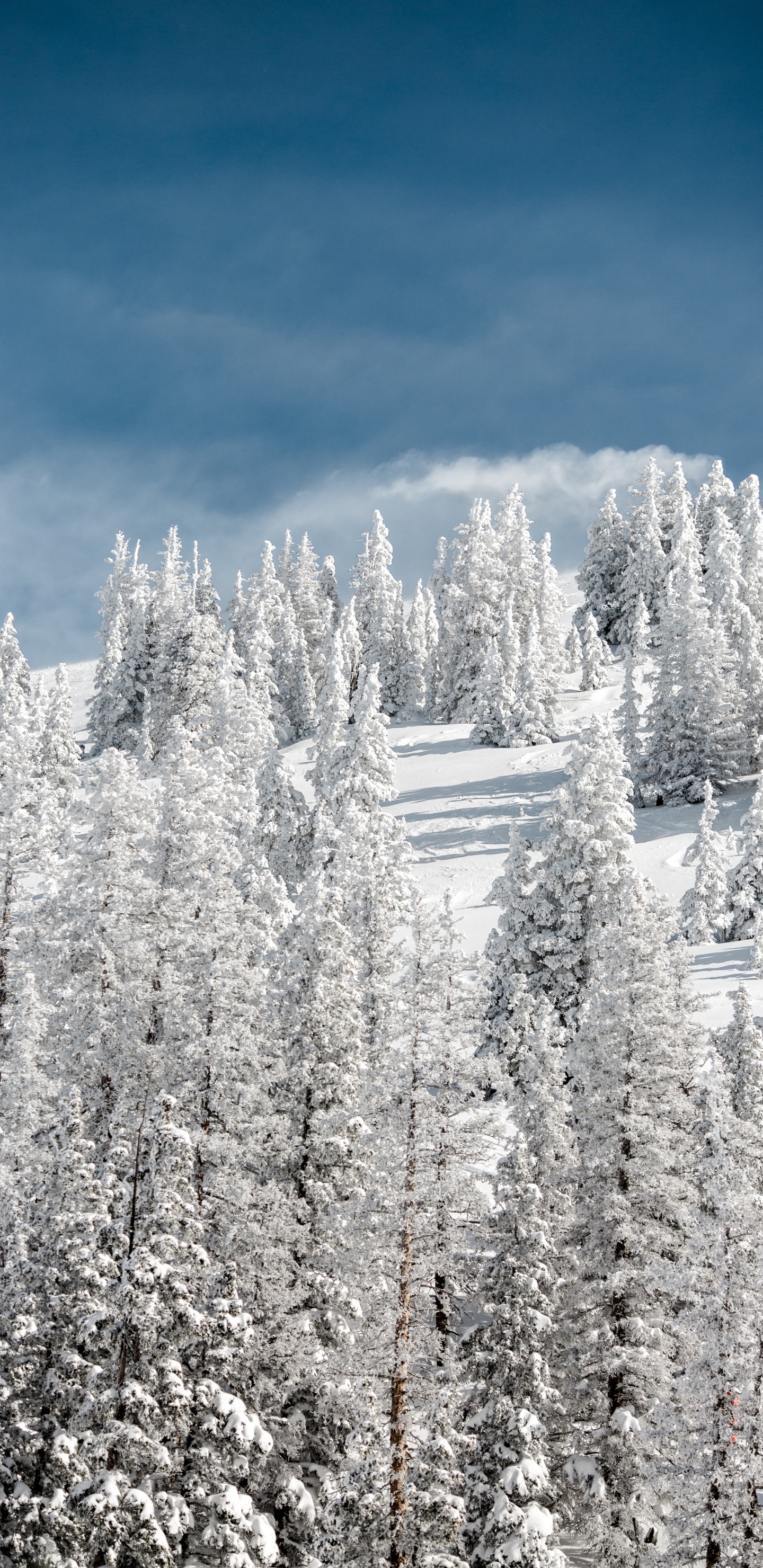 Snow, Winter, Tree, Frost, Freezing. Wallpaper in 1440x2960 Resolution