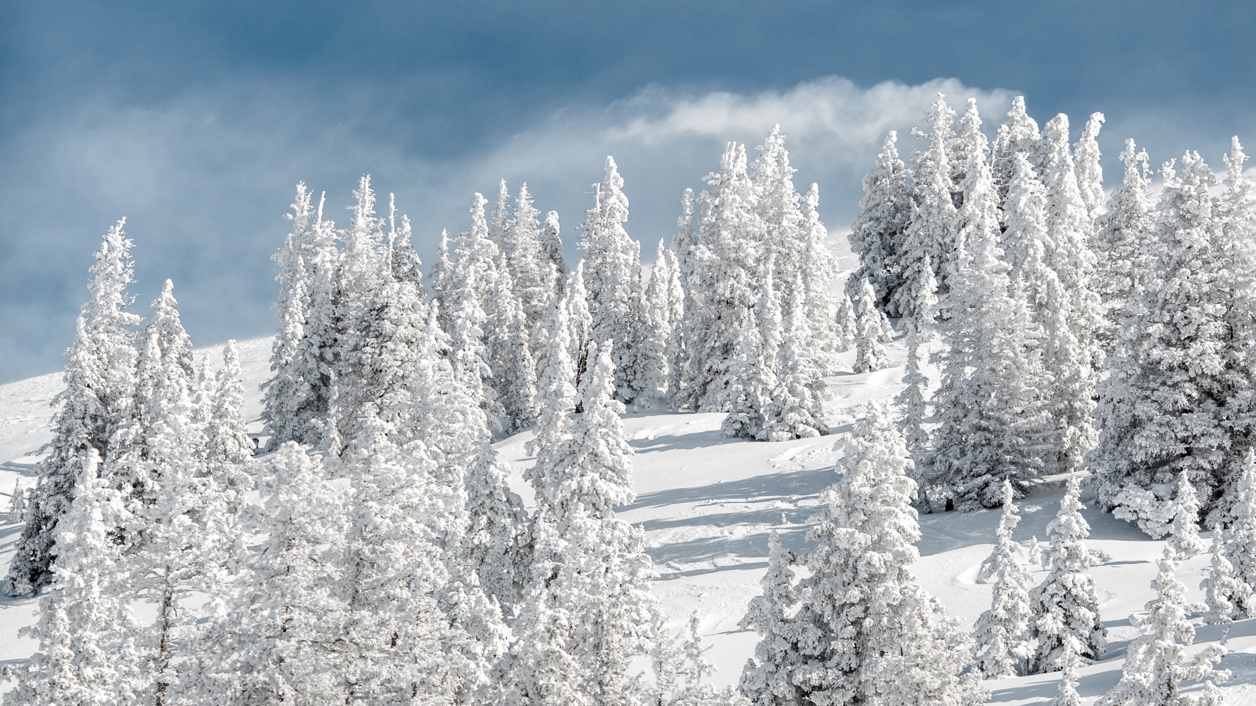 Snow, Winter, Tree, Frost, Freezing. Wallpaper in 2560x1440 Resolution