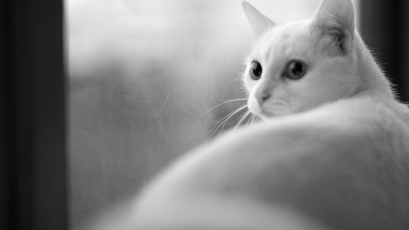 Chat Blanc Dans la Photographie en Niveaux de Gris. Wallpaper in 1366x768 Resolution